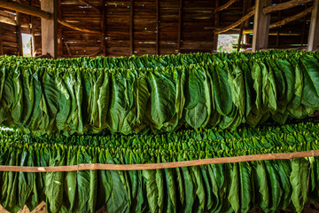 Green tobacco leaves drying in an air-curing barn in Cuba