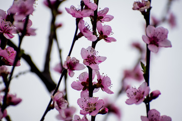Blooming peach. Peach blossoms. Copy space