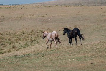 herd of horses on pasture