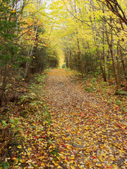 Wood trail covered in leaves in autumn