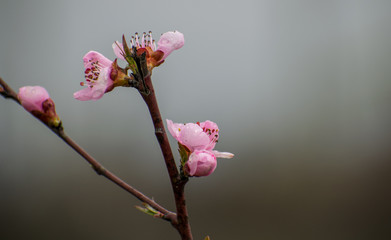 Obraz premium Blooming peach. Peach blossoms. Copy space