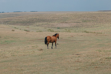 horse in field