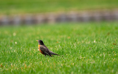 American Robin Sunset 
