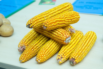 dry corn on a white background . Corn image in dried yellow tones .