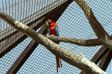 Macaw sits on a tree branch