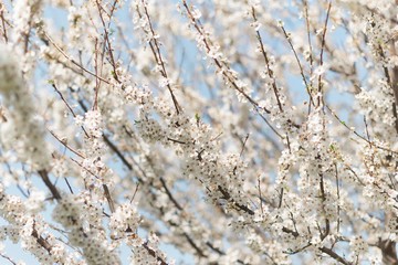 spring garden tree flowering branches