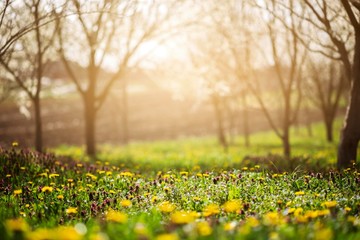 spring garden grass field with dandelions and sunshine light.