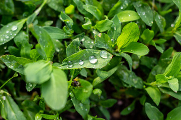dew drops on green leaves in the forest