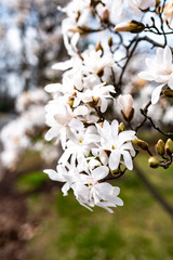 Obraz premium Star magnolia in bloom