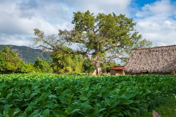Big tree and a barn on a tobacco field in Vinales, Cuba