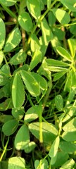 green leaves of tree