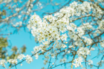 Les fleurs du printemps.