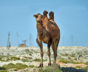 Camel standing in front of the oil pump. Environmental protection concept.   World Oil Industry.  ...