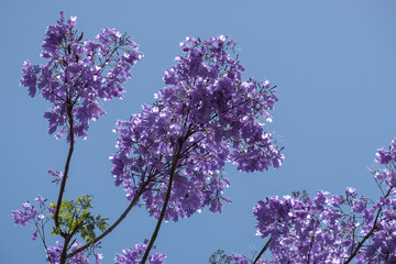 Blue Jacaranda (Jacaranda mimosifolia) flowering in Malaga