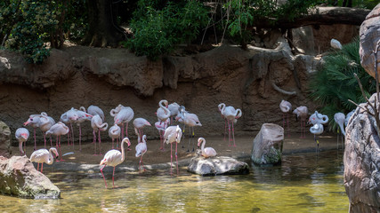 Greater Flamingos (Phoenicopterus roseus) at the Bioparc Fuengirola
