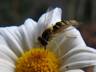 Abeille sur une fleur