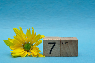7 May on wooden blocks with a yellow aster on a blue background