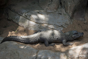 Dwarf Crocodile (Osteolaemus tetraspis)