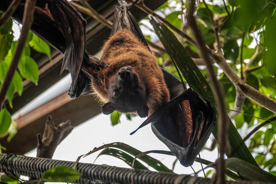 Flying Fox Bat (Pteropus) sleeping upside down