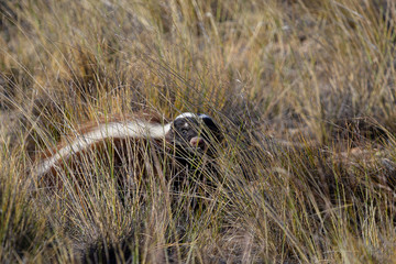 Humboldt's hog-nosed skunk (Conepatus humboldtii), also known as the Patagonian hog-nosed skunk walking in the Argentina's Pampa