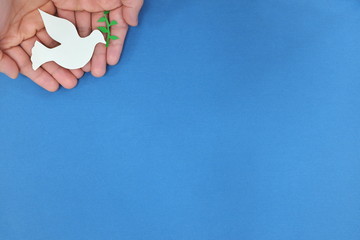 Hands holding white dove with olive branch. Top view, blue background with copy space. Symbol of...