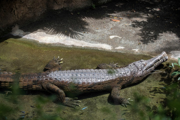 Tomistoma (Tomistoma schlegelii) resting at the Bioparc Fuengirola