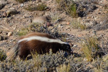 Humboldt's hog-nosed skunk (Conepatus humboldtii), also known as the Patagonian hog-nosed skunk walking in the Argentina's Pampa