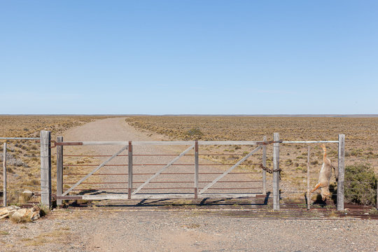 Numerous Pampas-fox killed on the fence of a rural property on route 3, Argentina