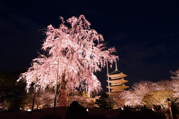 夜桜