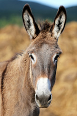 Naklejka na ściany i meble Beautiful healthy young donkey head shot closeup
