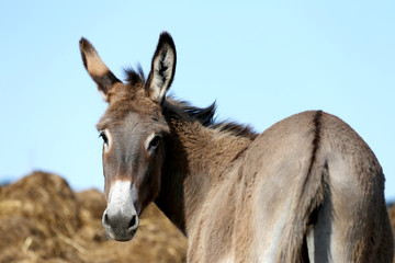 Obraz na płótnie Canvas Beautiful healthy young donkey head shot closeup