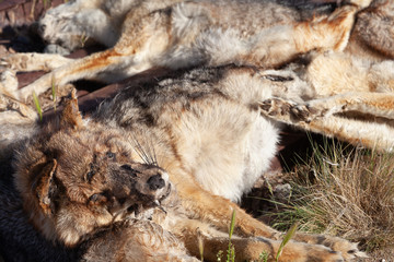 Numerous Pampas-fox killed on the fence of a rural property on route 3, Argentina