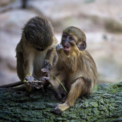 A Pair of Talapoin Monkeys (Miopithecus talapoin) in the Bioparc Fuengirola