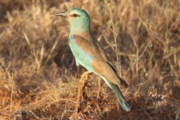 european roller just arrived in kenya