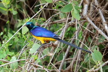 golden breasted starling showing off his colors