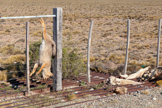Numerous Pampas-fox killed on the fence of a rural property on route 3, Argentina
