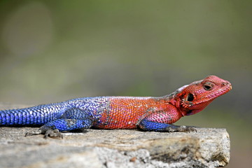 Agama lizard in full breeding colors