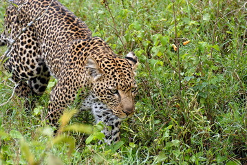 A close up of a leopard walking towards the camera