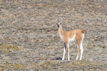 Guanaco cub at meadow of Santa Cruz Province - Argentina