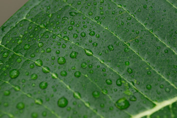 Water drop on beautiful leaf.