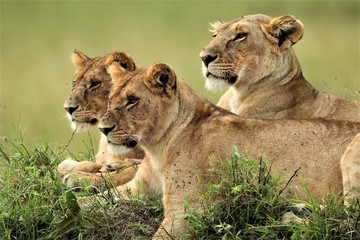 young lions watching the savannah 