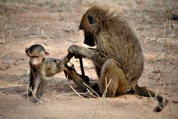 baboon mother and baby