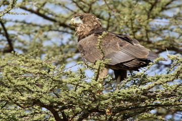 A young bateleur eagle 