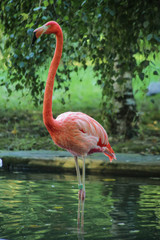 Flamant rose, ménagerie du jardin des plantes, paris