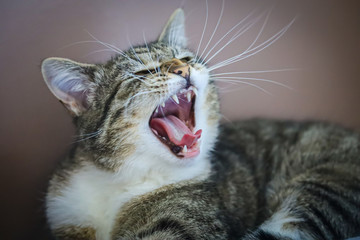 chat gris et blanc montrant ses dents
