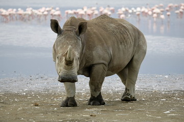 A white rhino looks at the camera with a lake in the background