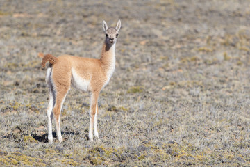 Guanaco cub at meadow of Santa Cruz Province - Argentina