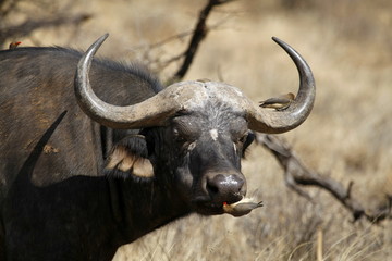 Naklejka premium close up horns of a buffalo