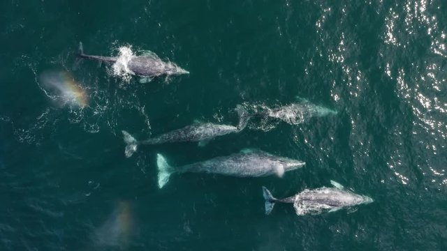 Inspiring aerial footage over the group of whales swimming in turquoise ocean water close to the surface. Beautiful majestic animals in their natural habitat. Observing the wild nature. 4K