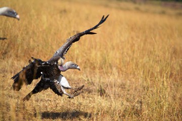 white backed vulture  landing